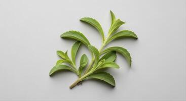 Fresh Green Stevia Leaves as a Natural Sweetener and Healthy Sugar Alternative photo
