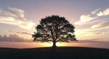 Majestic Solitary Tree Silhouetted Against a Tranquil Sunset Sky on a Gentle Hill photo