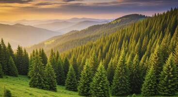 Vibrant Green Pine Forest on a Hillside with Misty Mountains at Sunrise or Sunset photo