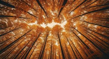 Vibrant Autumn Forest Canopy with Orange Leaves and Tall Trees from a Low Angle View photo