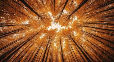 Looking Up Through Golden Autumn Trees in a Vibrant Forest Canopy photo