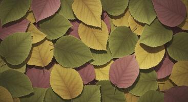 Colorful Autumn Leaves Creating a Natural Pattern and Vibrant Seasonal Background photo