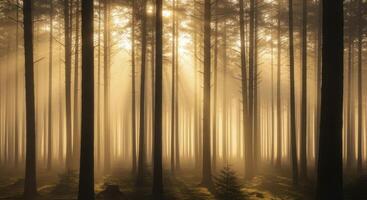 Golden sunbeams pierce through the misty forest creating a serene and tranquil woodland scene. photo