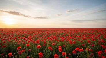 Vast Red Poppy Field Stretching to the Horizon Under a Golden Sunset Sky photo