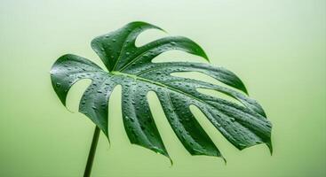 Lush Green Monstera Leaf Adorned with Fresh Water Droplets Against a Gentle Background photo