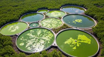 Sustainable Algae Farm with Interconnected Circular Ponds in a Green Forest Aerial View photo