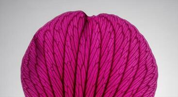 Extreme close up macro view of a single vibrant magenta flower petal with intricate veins photo