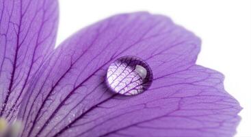 Vibrant purple flower petal with a clear water droplet showcasing intricate natural details photo