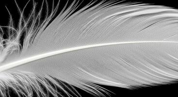 Extreme Close Up Macro Studio Shot of a Single Pristine White Bird Feather photo