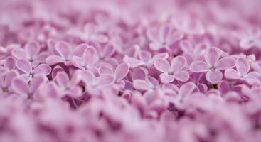 Delicate light purple lilac blossoms filling the frame with soft floral beauty photo
