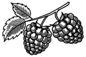 Hand drawn raspberry branch illustration with leaves vintage berry sketch, botanical fruit design, monochrome engraving vector