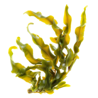 Fresh seaweed algae isolated on transparent background png