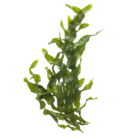 Marine algae displayed on a transparent surface png
