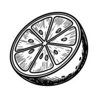 Lemon slice detailed hand drawn illustration citrus fruit cross section with seeds, rustic botanical sketch in black ink vector