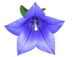 blue balloon flower with star-shaped petals and realistic texture on isolated background for botanical illustration and floral design png
