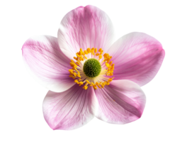 single pink mountain anemone flower with yellow stamens on isolated background for floral decoration and botanical design png