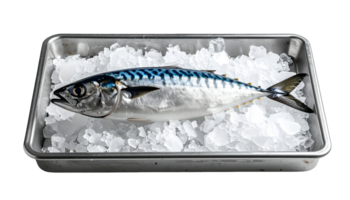 fresh raw mackerel fish on crushed ice in stainless steel container, seafood preservation and display for culinary or market use, on isolated background png