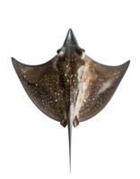 highly realistic full-body top view of a spotted stingray with wide wings on isolated background png