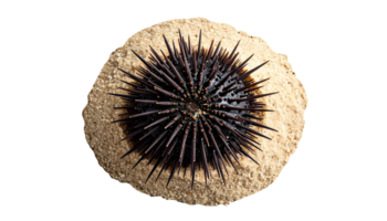 realistic black sea urchin with sharp spines resting on sand, marine life and seafood concept, on isolated background png