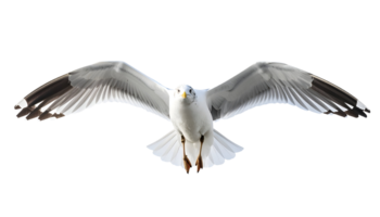 realistic seagull in mid-flight with wide open wings, looking forward, symbol of freedom and ocean life, on isolated background png