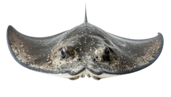 highly realistic full-body front view of a spotted stingray with curved fins on isolated background png