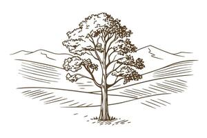 Solitary tree illustration with mountain landscape hand drawn rural countryside, single standing tree on open field vector