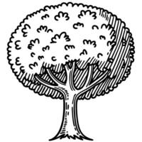 Hand drawn tree illustration with leafy canopy and textured bark detailed botanical sketch for nature concept vector