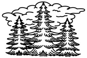 Evergreen forest illustration hand drawn pine trees with detailed branches and clouds, black and white sketch nature scene vector