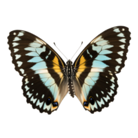 Detailed Butterfly with Blue and Yellow Wings on a Transparent Background Macro png