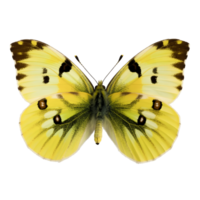 Lemon Emigrant Butterfly, Open Wings Display, Yellow Hue, Complex Patterns, Transparent png