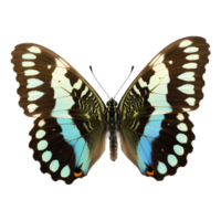 Detailed Graphium Sarpedon Butterfly with Blue Highlights on Transparent Background png