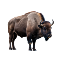 Majestic American Bison with Shaggy Fur on Transparent Background, Horns, Brown Coat png