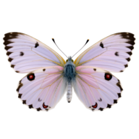 Delicate Butterfly With Transparent Background Isolated png