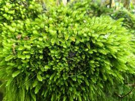 Moss is a small plant without flowers and without true roots that grows in damp places. Moss is often found on soil, rocks, trees and can grow in a variety of environments. photo