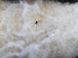 A spider is waiting for prey on the surface of fast flowing water in an irrigation system photo