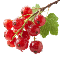 Fresh Red Currants on the Branch with Dew Drops png