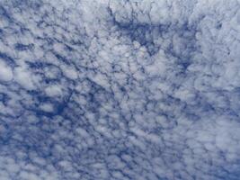 Altocumulus stratiformis clouds are a type of mid-level cloud that is often seen, shaped like small cotton balls scattered across the sky. photo