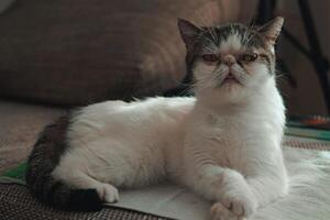 Fluffy flat-faced cat washes its face in a calm, meditative mood. Pure and peaceful grooming behavior at home video