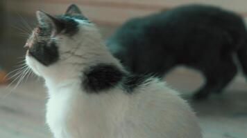 Blue Exotic Cat with White Snoopy Cat in Background A blue exotic shorthair cat sits calmly in the foreground while a white flat-faced Snoopy cat poses softly behind. Elegant contrast of colors video
