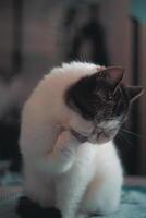 Stylish cats with expressive faces sit and look directly into the lens. Ideal footage for themes of cuteness, pets, and home harmony video
