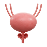 Detailed 3D rendering of the human urinary bladder on transparent background png