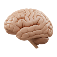Detailed 3D rendering of a human brain isolated on transparent background, emphasizing the complexity and biological structure png