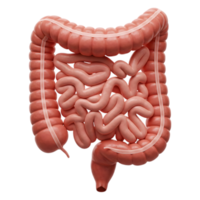 Detailed 3D Rendering of Human Intestines on Transparent Background png