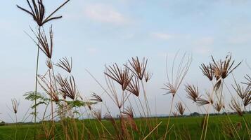 The cogongrass on the edge of the rice field. Close up. photo