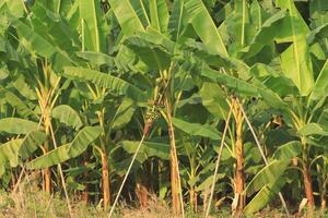 Golden bananas grown by farmers for sale in markets and consumption in rural areas. photo