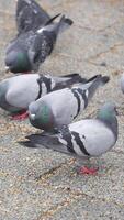 Pigeons foraging for food in urban park setting video
