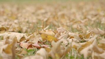 Leaves fall gently on the ground during autumn afternoon video