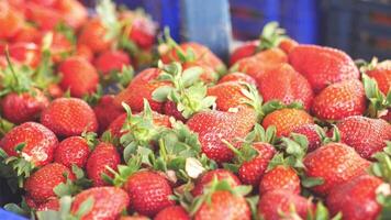 Fresh strawberries displayed at local market in spring video