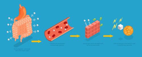 3D Isometric Flat Conceptual Illustration of Functions Of Carbs, Explanation Diagram vector