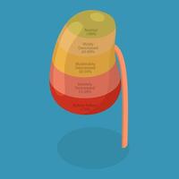 3D Isometric Flat Conceptual Illustration of Chronic Kidney Disease, Urinary System Problems vector